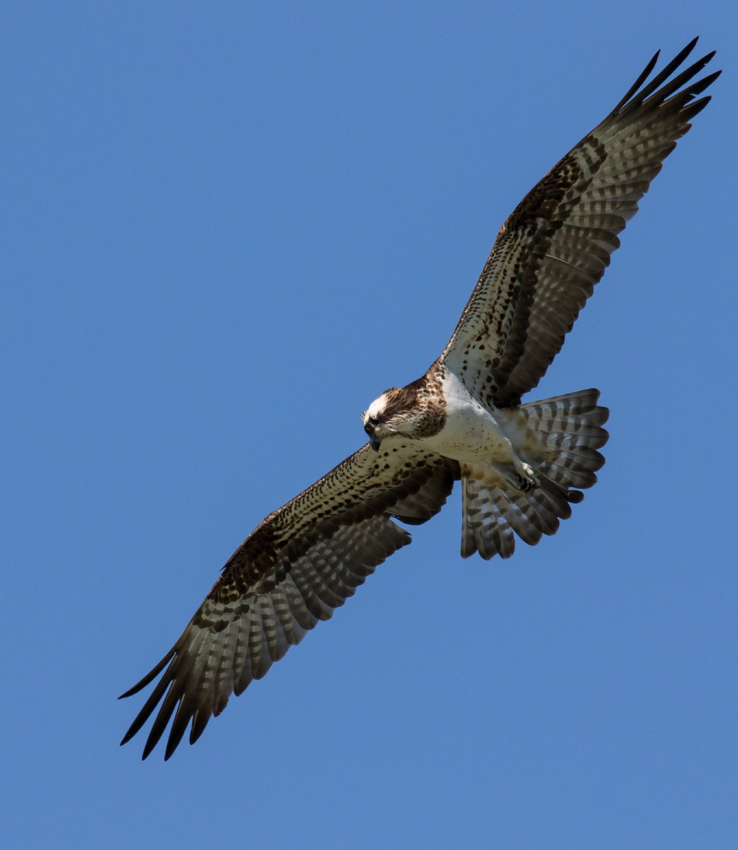 Falco pescatore